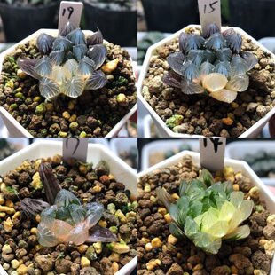 14号玉露锦、寿锦一物一拍带盆发货十二卷多肉植物9月30日更新