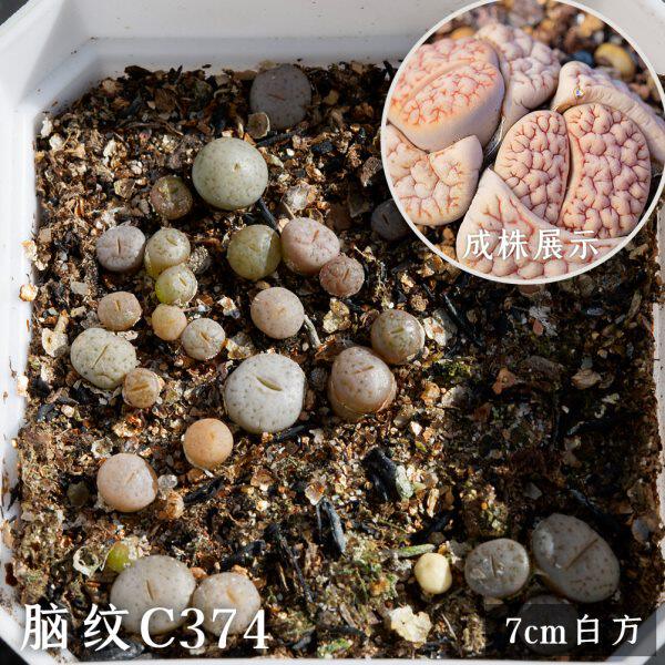 光语石生石花多肉稀有7cm整盆 荒玉曲玉拿铁饼干菊纹章紫李PP组合
