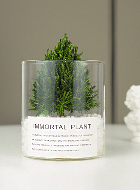 放青松 保鲜植物桌面摆件家居饰品高级感办公室装饰客厅酒柜摆设