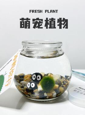 海藻球马里莫 水培懒人植物好养活 创意礼物送朋友室内桌面小宠物