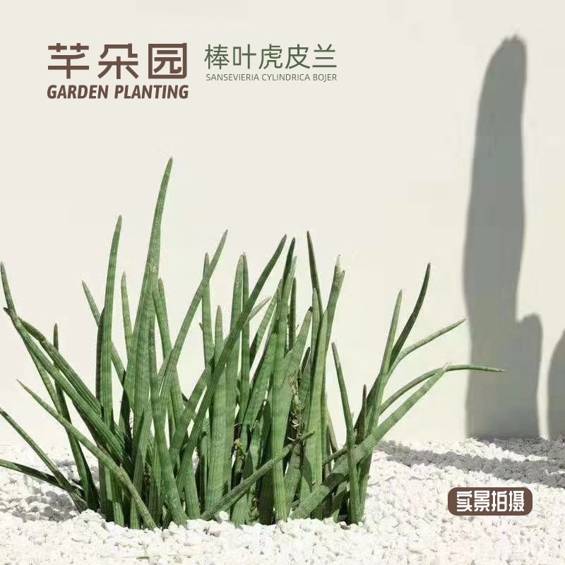 棒叶虎尾兰佛手虎皮兰棒叶虎皮兰圆叶虎皮K兰虎皮兰植物 室内 大