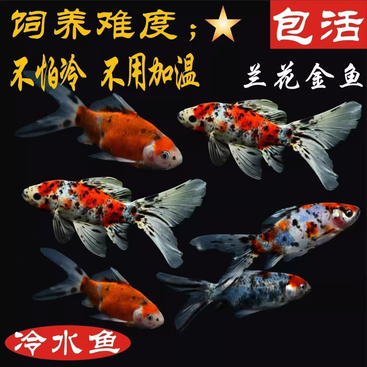 观赏鱼兰花草冷水鱼花色好养耐活耐寒冷水鱼观赏鱼五花草金鱼新手