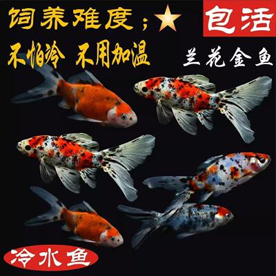 观赏鱼兰花草冷水鱼花色好养耐活