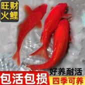 纯种火鲤闪鳞随机冷水大红色观赏鱼火麒麟好养火凤凰锦鲤鱼