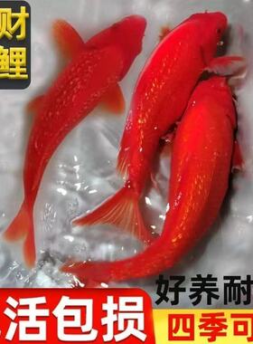纯种火鲤闪鳞随机冷水大红色观赏鱼火麒麟好养火凤凰锦鲤鱼
