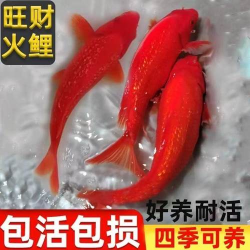 纯种火鲤闪鳞大红色观赏鱼