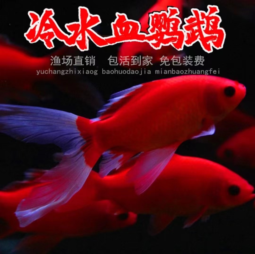 红鹦鹉血红纯种观赏鱼耐活好养