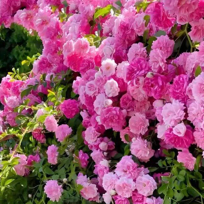 缠枝牡丹花根带芽种根重瓣花苗耐寒热多年生宿根粉色春化芽尖YP