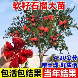 石榴果树苗特大大红袍石榴果树盆苗栽地栽南北方种植当年结果耐寒