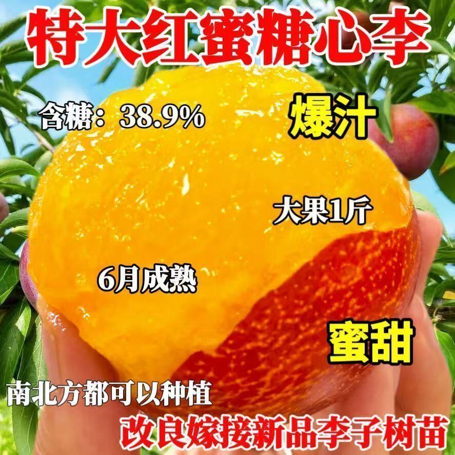 精品大红袍李子树苗盆栽地栽南北方阳台庭院种植当年结果耐寒耐热