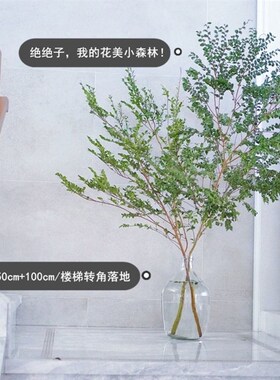 (17.99三支)美男树水培鲜切枝 懒人室内客厅马醉木V吊钟平替绿威