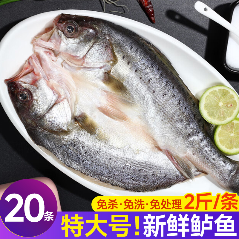 海鲈鱼新鲜冷冻开背鲈鱼鲜活深海