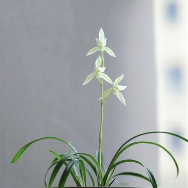 黄山雪 真正f小草大花 桌面小品 娇小精灵花色独特 香气出众