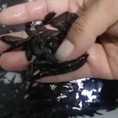 蚂蟥活蚂蝗活水蛭人工饲养钓鱼活饵鱼饵钓鱼蚂蟥饵江团黄辣丁