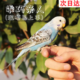 虎皮鹦鹉活鸟宠物活体鸟类家养小鸟手养亲人一对活体宠物说话