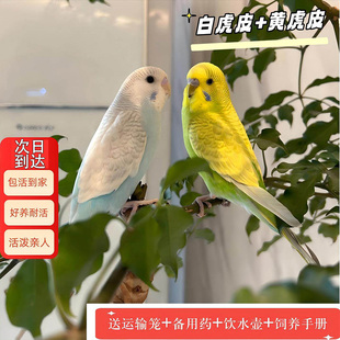 鹦鹉活鸟虎皮鹦鹉鸟类小鸟会学说话的鸟手养宠物小型鹦鹉一公一母