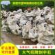 广东英德假山太湖石庭院景观园林景观石假山草坪点缀景石摆放批