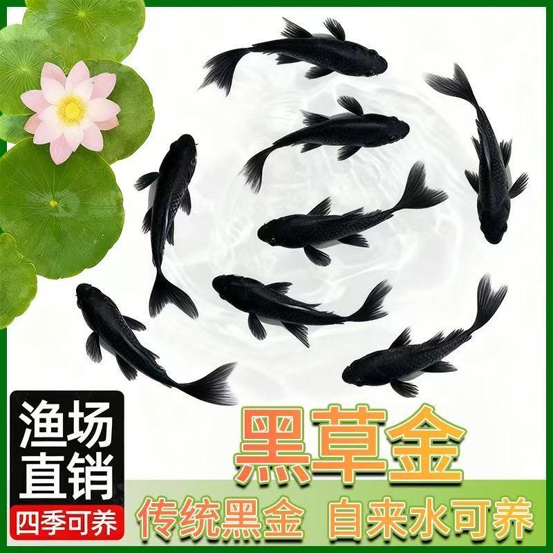 黑色鱼黑金鱼草金鱼冷水淡水观赏鱼活体鱼好养耐活小鱼苗自来水