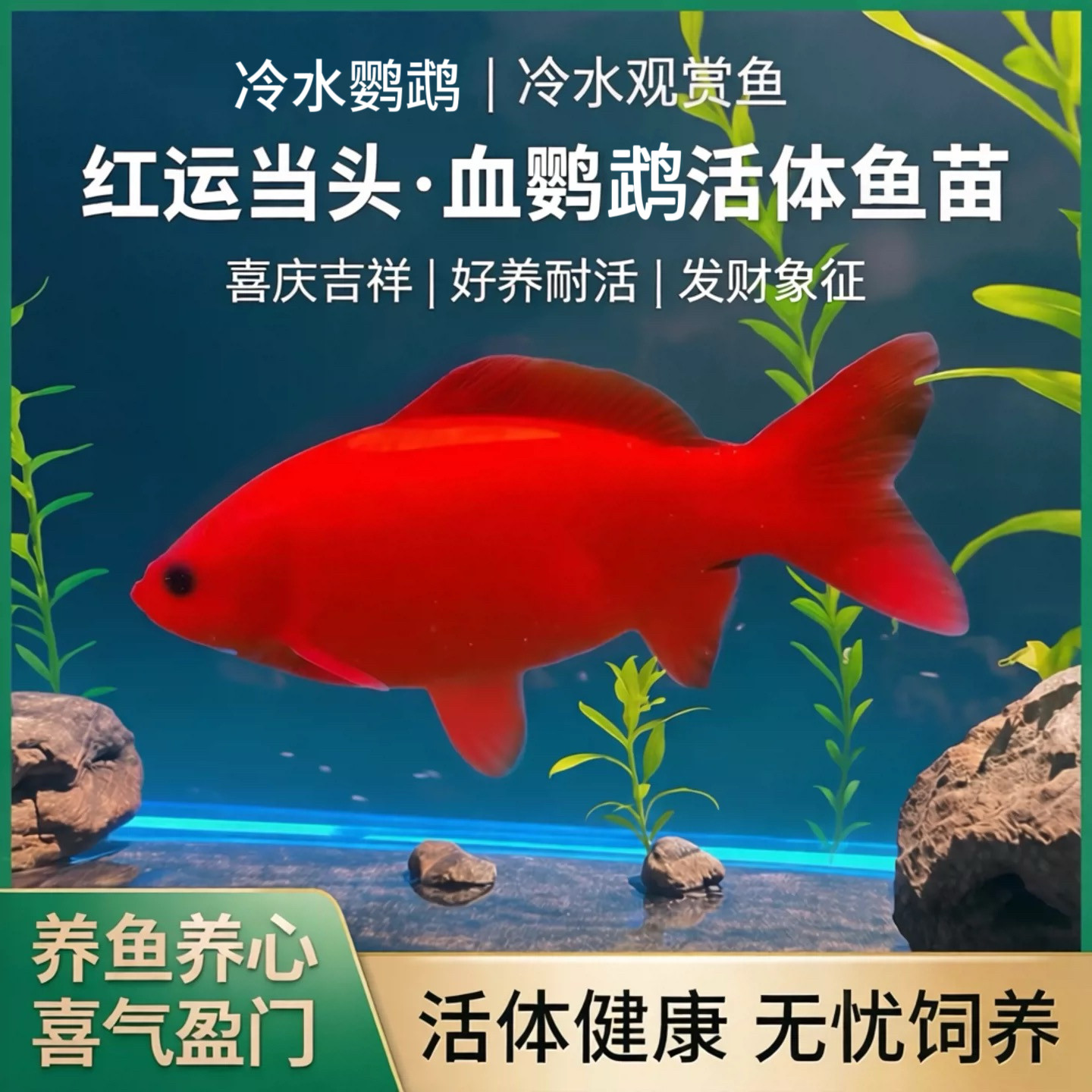 冷水鱼鹦鹉鱼耐活易养不加热图片