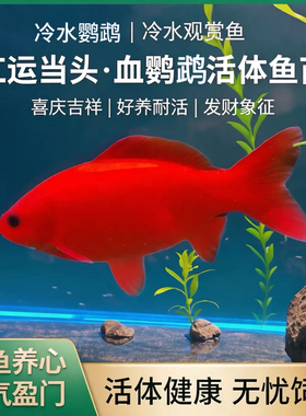 冷水鹦鹉鱼活鱼淡水鱼四季可养耐活不加热喜庆红色鱼观赏鱼鱼苗