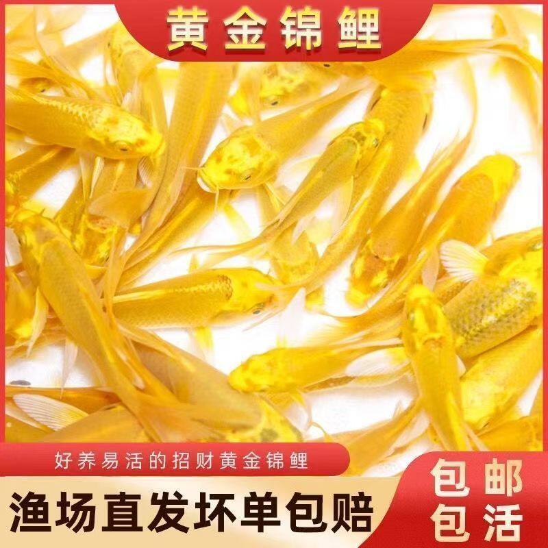 黄金锦鲤幼鱼活体淡水鱼冷水好养易活招财风水鱼包邮