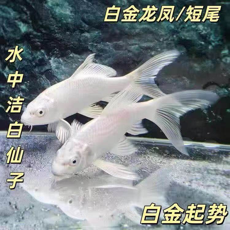 精品白金锦鲤普身锦鲤鱼苗好养耐活龙凤长尾短尾活体冷水观赏鱼