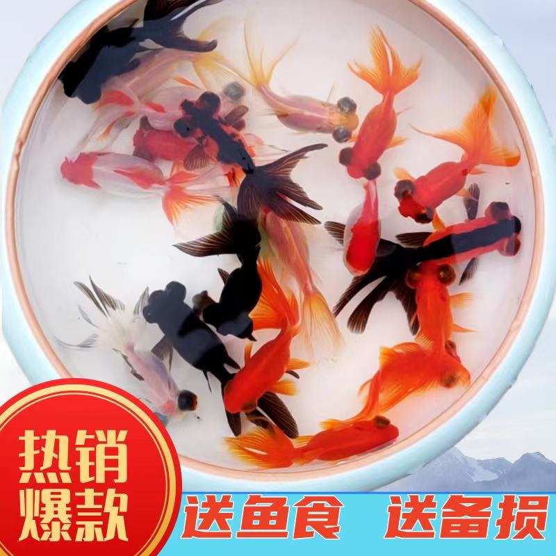 国粹小金鱼新手好养练手