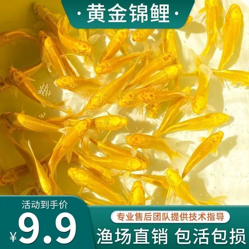 黄金锦鲤好养耐活新手可养