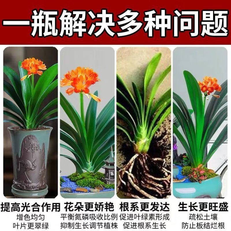 君子兰肥料黄叶病黄叶黑斑软腐防叶斑病烂根枯叶营养液