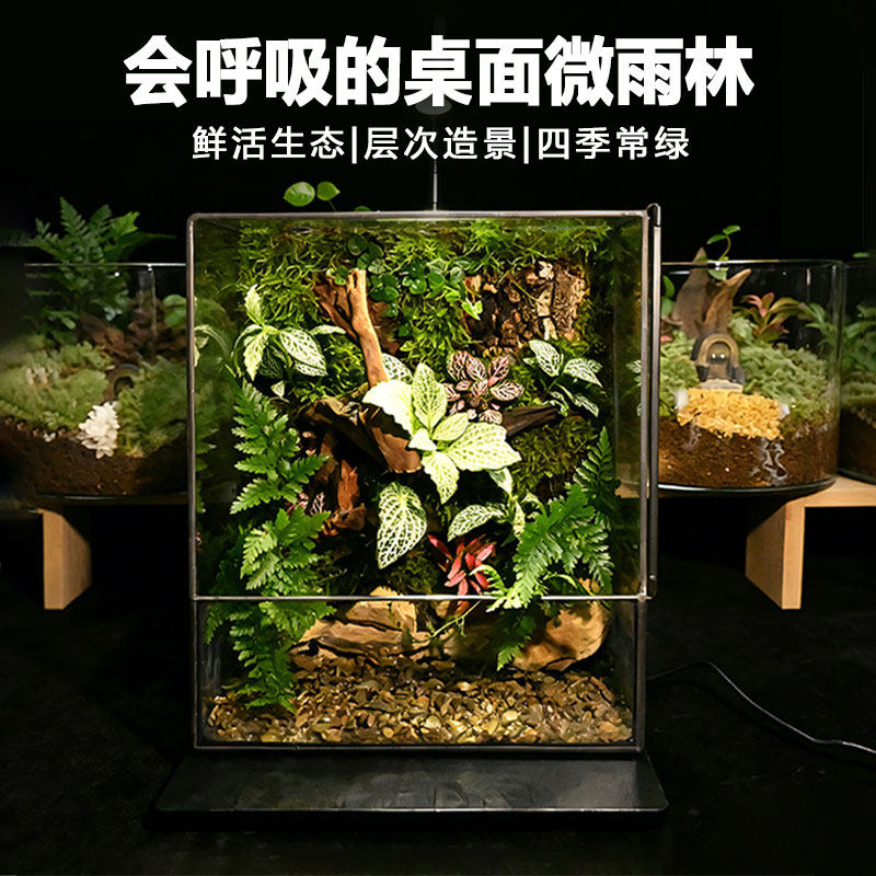 苔藓微景观辣椒蟹乌龟角蛙鱼桌面生态缸雨林缸造景森系风微雨林