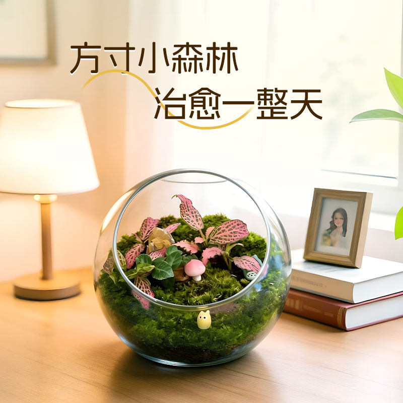 圆形生态缸桌摆网纹草高级苔藓微景观艺术室内小众摆件冷门礼物