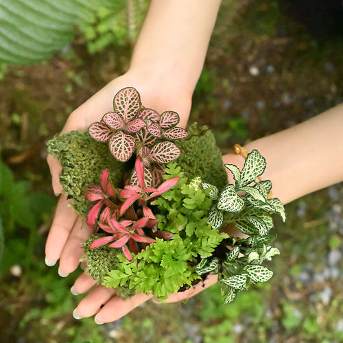 苔藓微景观迷你造景植物好养