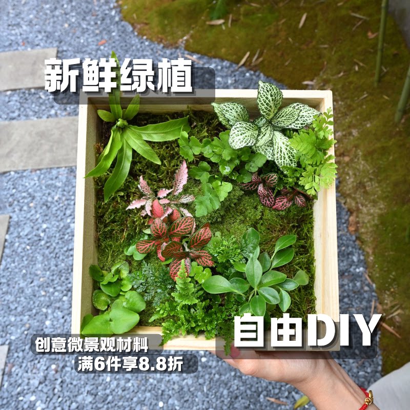 雨林缸苔藓微景观用白发藓狼尾蕨鲜活蕨类迷你植物造景