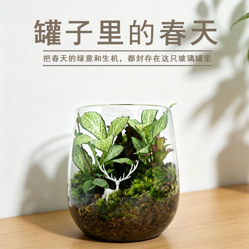 治愈系风苔藓微景观绿植微景观