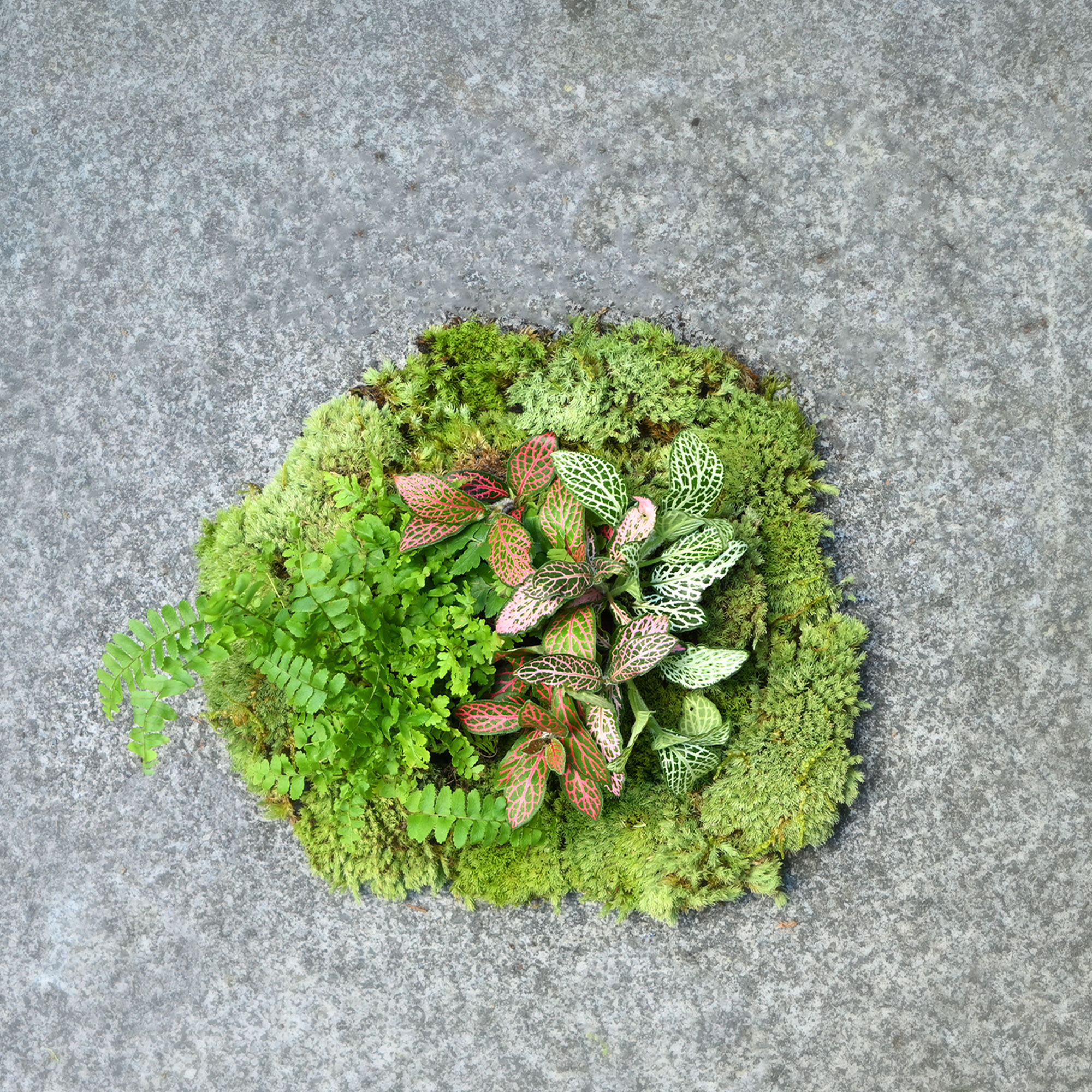 苔藓微景观迷你造景植物好养