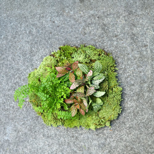 苔藓微景观迷你造景植物好养