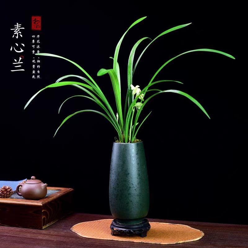 建兰素心兰盆栽天香素浓香型兰花植物室内带花苞花卉中式盆景礼品