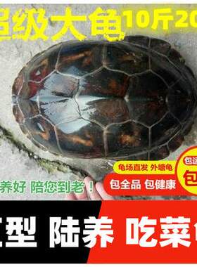 吃菜龟宠物龟中华草龟乌龟2023情侣大龟大乌龟5斤10斤20斤花草龟
