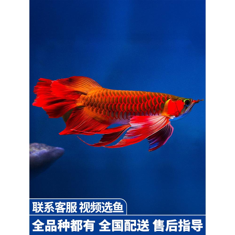 金龙鱼红龙鱼苗活体黄化银龙活鱼幼苗大型龙鱼幼鱼观赏鱼印尼小鱼