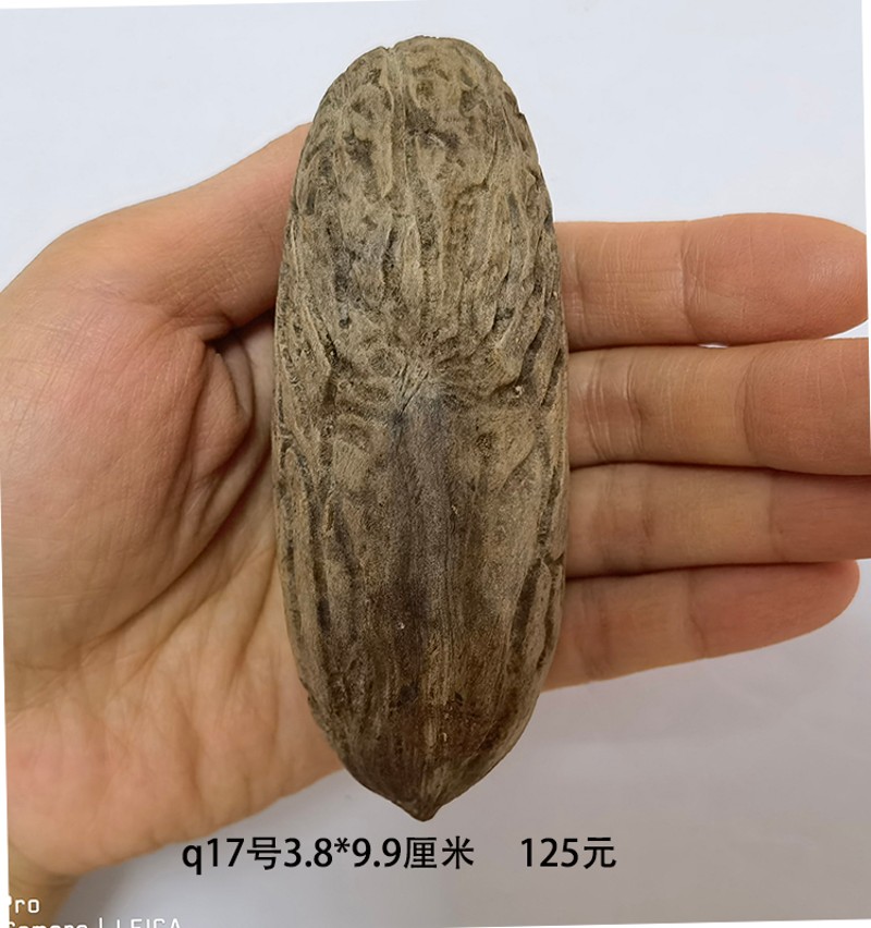 千眼菩提子手把件 白绿色原w子籽原料胖大果精品 文玩红果单颗超