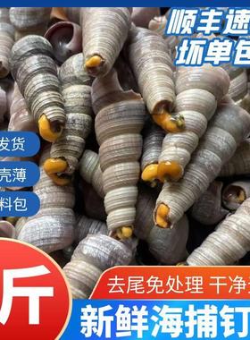 新鲜钉螺去尾大号锥螺新鲜速冻鲜活去尾海螺丝小海鲜贝类超值商用