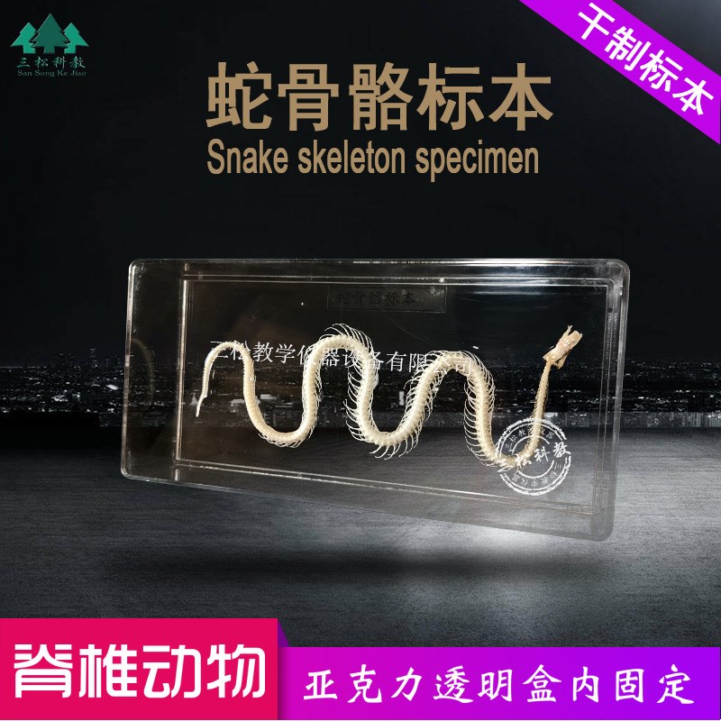蛇骨骼标本 蛇骨架拼接模t型 爬行动物教学科研展览中小学幼教配