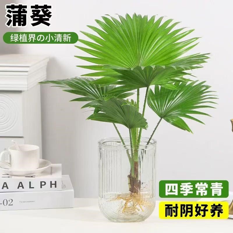水培植物大扇叶蒲葵盆栽懒人水养植物室内好养办公室观叶绿植盆景