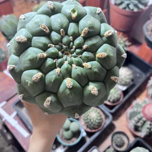 超大短刺新天地精品仙人球 仙人掌多肉植物仙人球类