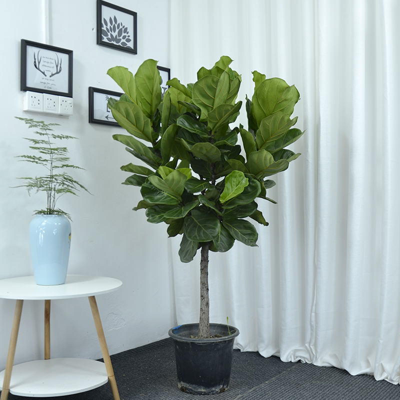 网红琴叶榕一物一拍