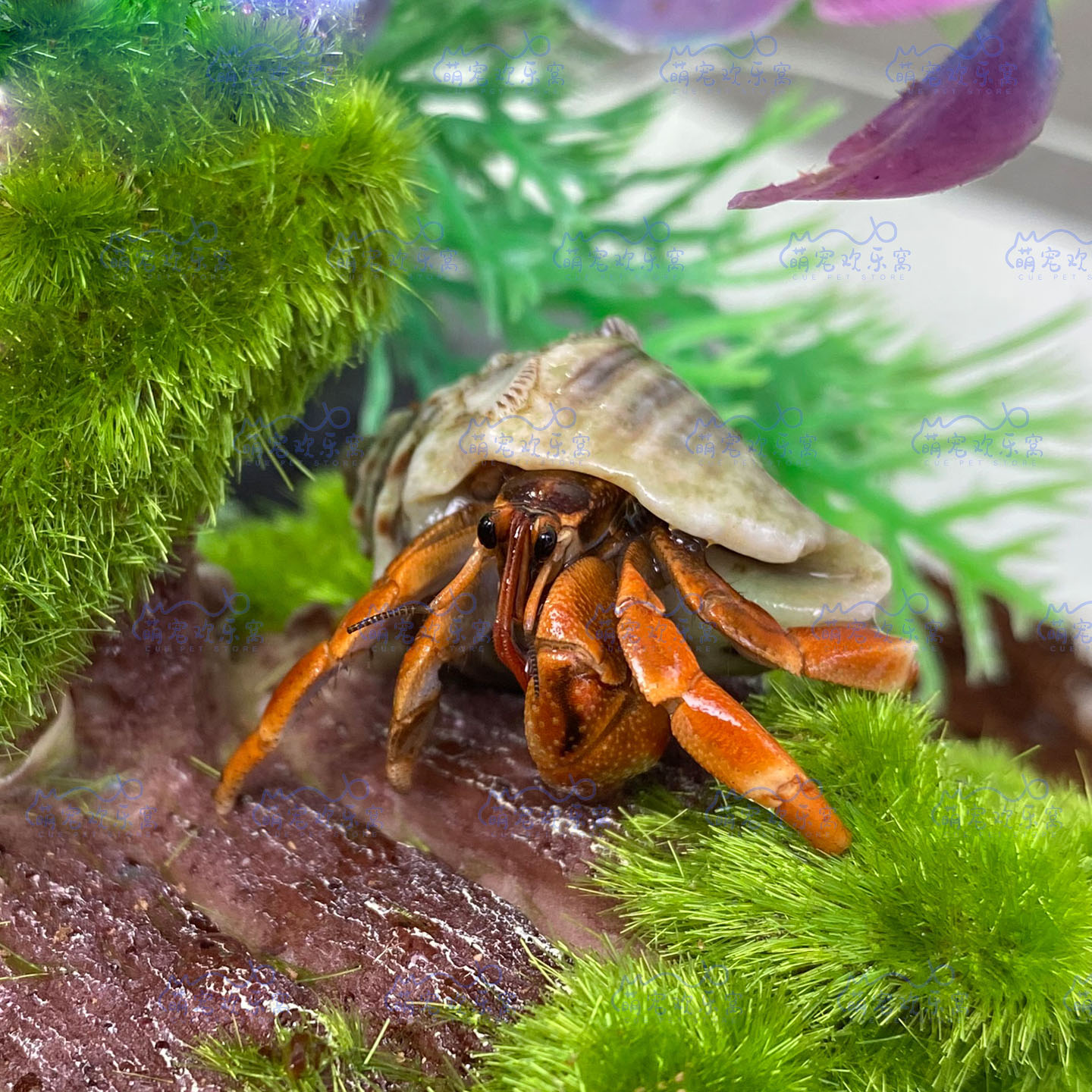 豆丁活体寄居蟹~新手饲养套餐陆生寄居蟹懒人桌面萌宠儿童礼物
