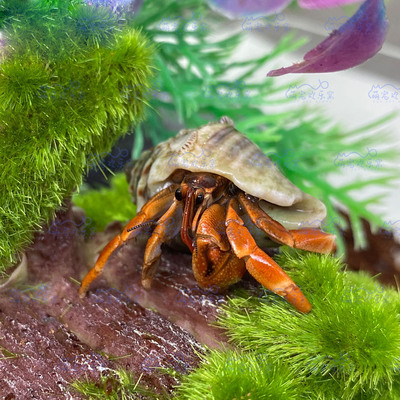 桌面萌宠寄居蟹新手套装懒人套装