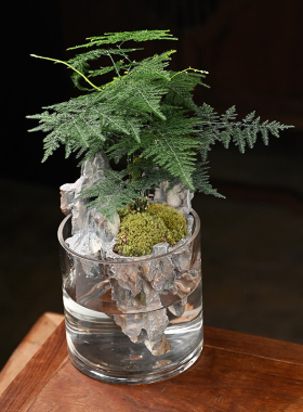 玄山桌面苔藓微景观造景植物生态瓶绿植盆栽玻璃室内盆景创意摆件