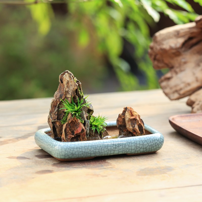 水培易活植物净化空气四季常青造型文竹盆栽茶台好养花卉盆景桌面