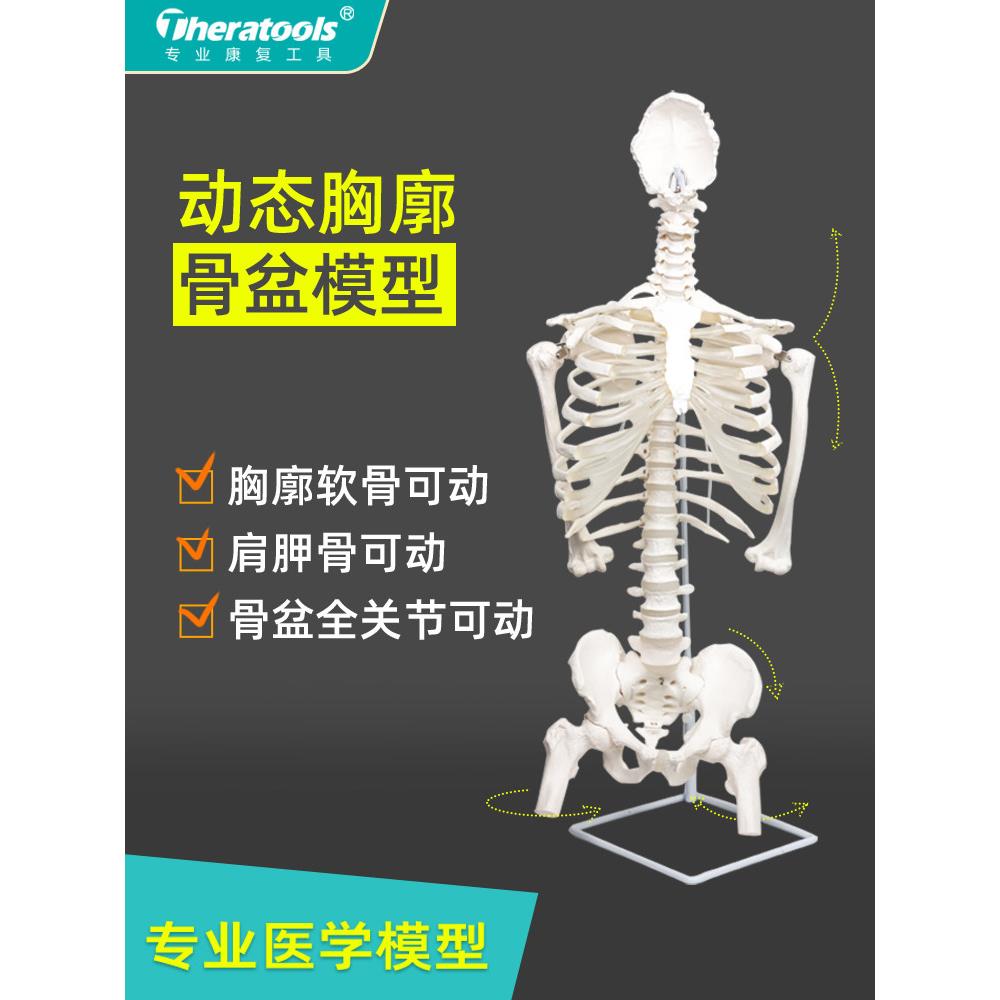 动态胸廓模型人体骨骼解剖教学骨骼脊柱骨盆关节活动脊柱半体康覆